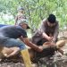 Idul Adha 1445H, Pemkab Tanjab Barat Qurban 69 Sapi dan 8 Kambing