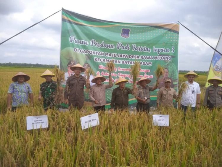 Dorong Ketahanan Pangan, Pemkab Tanjab Barat Panen Perdana di Desa Rawa Medang