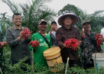 Panen Raya Cabai Merah, Bupati Muaro Jambi Dorong Penguatan Ketahanan Pangan