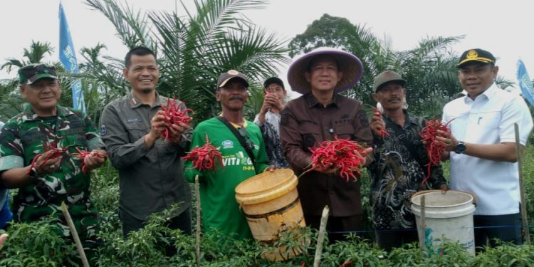 Panen Raya Cabai Merah, Bupati Muaro Jambi Dorong Penguatan Ketahanan Pangan